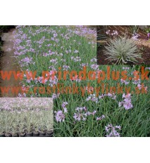 Cesnaková tráva, strieborná - (Tulbaghia violacea, silver L.)